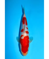 NO.18 坂牧養鯉場 銀鱗紅白 2歳 25cm 雌雄不明