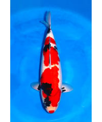 坂牧養鯉場産 昭和三色 3歳 60cm メス