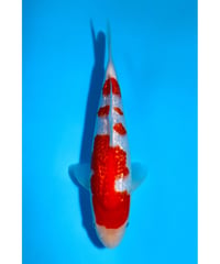 NO.13 坂牧養鯉場 銀鱗紅白 2歳 24cm 雌雄不明