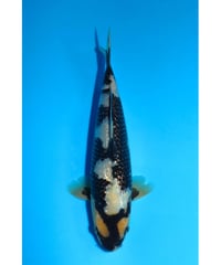 NO.12 谷養魚場 銀鱗白写り 2歳 29cm 雌雄不明