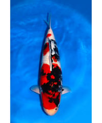 坂牧養鯉場産 昭和三色 4歳 65cm メス
