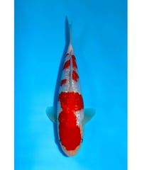 NO.20 坂牧養鯉場 銀鱗紅白 2歳 24cm 雌雄不明