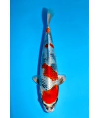 NO.6 坂牧養鯉場 金昭和 2歳 28cm 雌雄不明