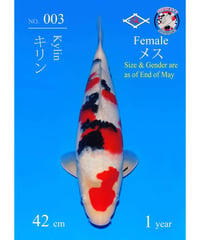 阪井養魚場産 大正三色 当歳 42cm 現時点メス 阪井野池預かり