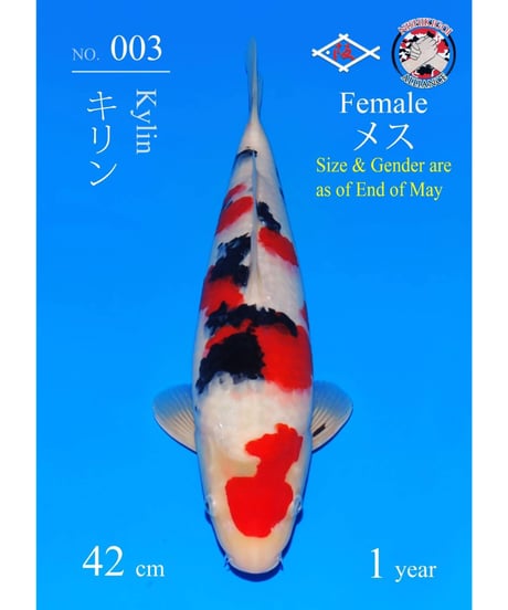 阪井養魚場産 大正三色 当歳 42cm 現時点メス 阪井野池預かり