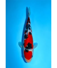 NO.28 丸堂養鯉場 大正三色 2歳 23cm 雌雄不明