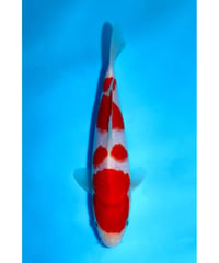 NO.8 坂牧養鯉場 紅白 2歳 20cm 雌雄不明