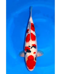 坂牧養鯉場産 大正三色 3歳 55cm メス
