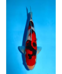 NO.10 阪井養魚場 大正三色 2歳 28cm 雌雄不明