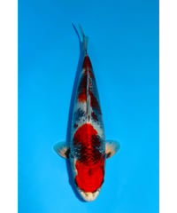 NO.24 坂牧養鯉場 金昭和 2歳 32cm 雌雄不明