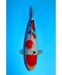 NO.16 阪井養魚場 大正三色 2歳 27cm 雌雄不明