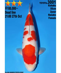 大日トヨタ産 紅白 2歳 55cm メス
