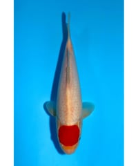 NO.1 坂牧養鯉場 丹頂紅白 2歳 29cm 雌雄不明