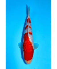 NO.2 坂牧養鯉場 銀鱗紅白 2歳 23cm 雌雄不明