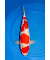 星金養鯉場産 紅白 2歳 55cm メス