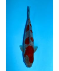 NO.19 坂牧養鯉場 落ち葉 2歳 23cm 雌雄不明