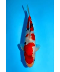 NO.5 阪井養魚場 大正三色 2歳 28cm 雌雄不明