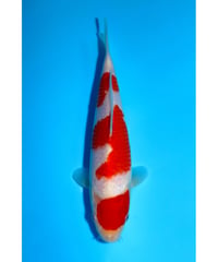 NO.3 坂牧養鯉場 紅白 2歳 25cm 雌雄不明