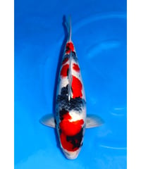 坂牧養鯉場産 昭和三色 3歳 58cm メス