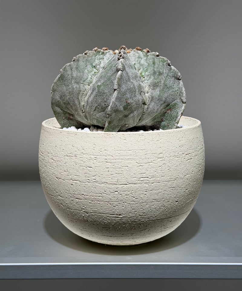 アストロフィツム 鸞鳳玉 恩塚ストロンギロゴナム white pot | MEGASHEEP