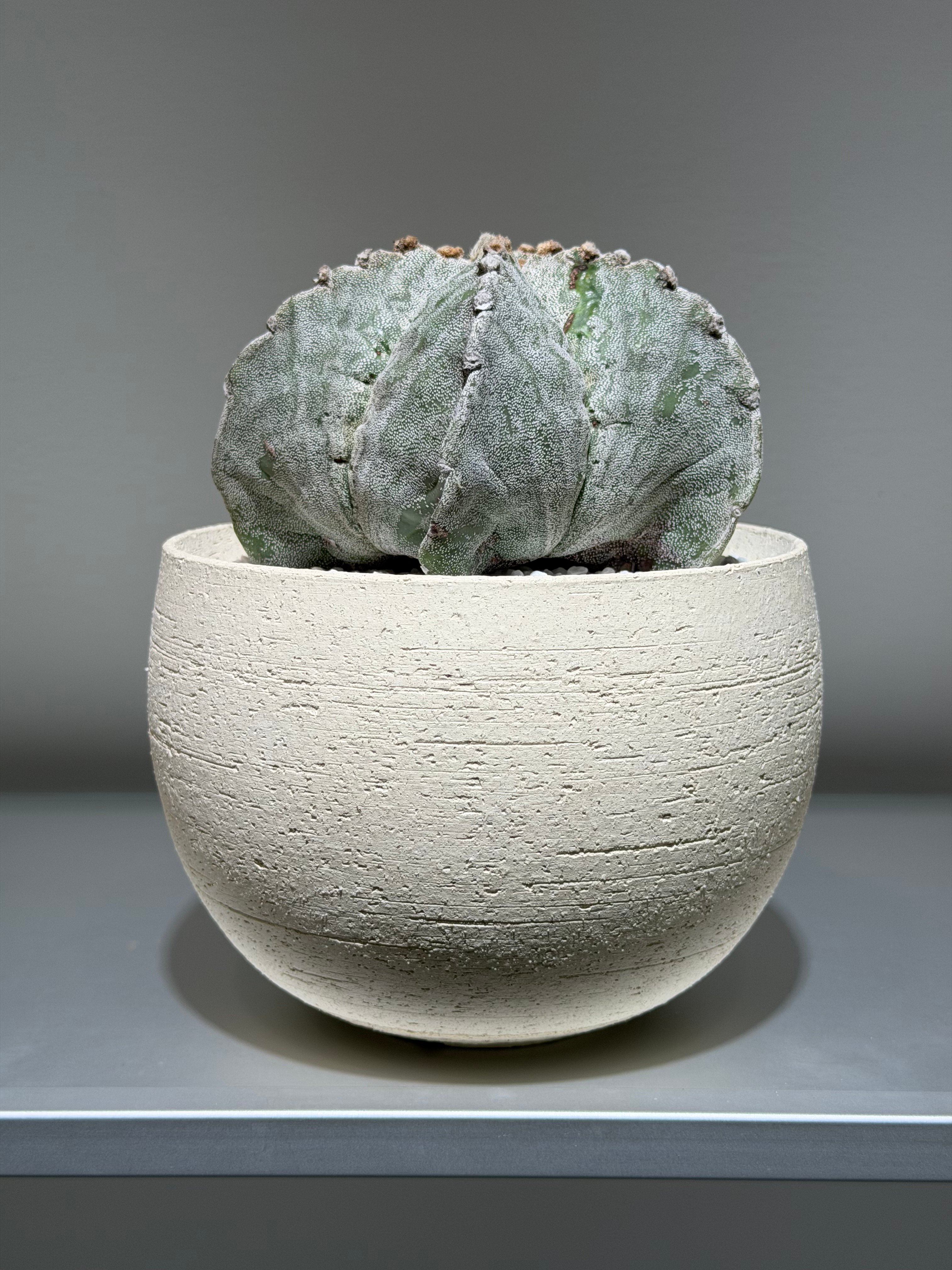 アストロフィツム 鸞鳳玉 恩塚ストロンギロゴナム white pot | MEGASHEEP