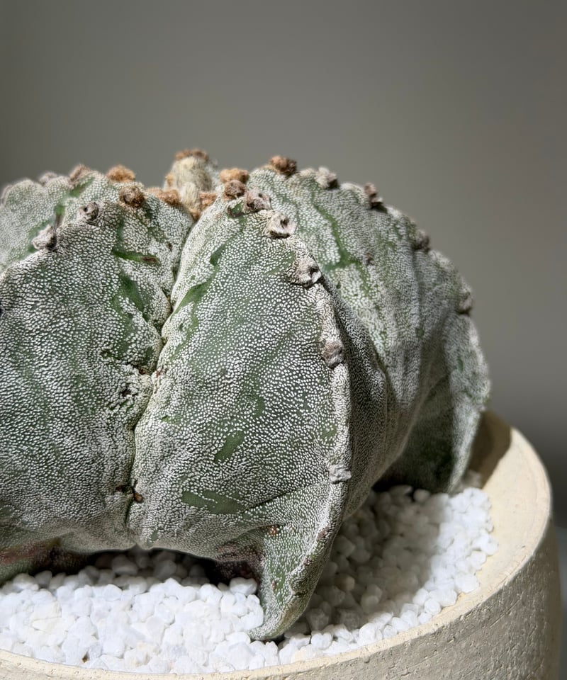 アストロフィツム 鸞鳳玉 恩塚ストロンギロゴナム white pot | MEGASHEEP