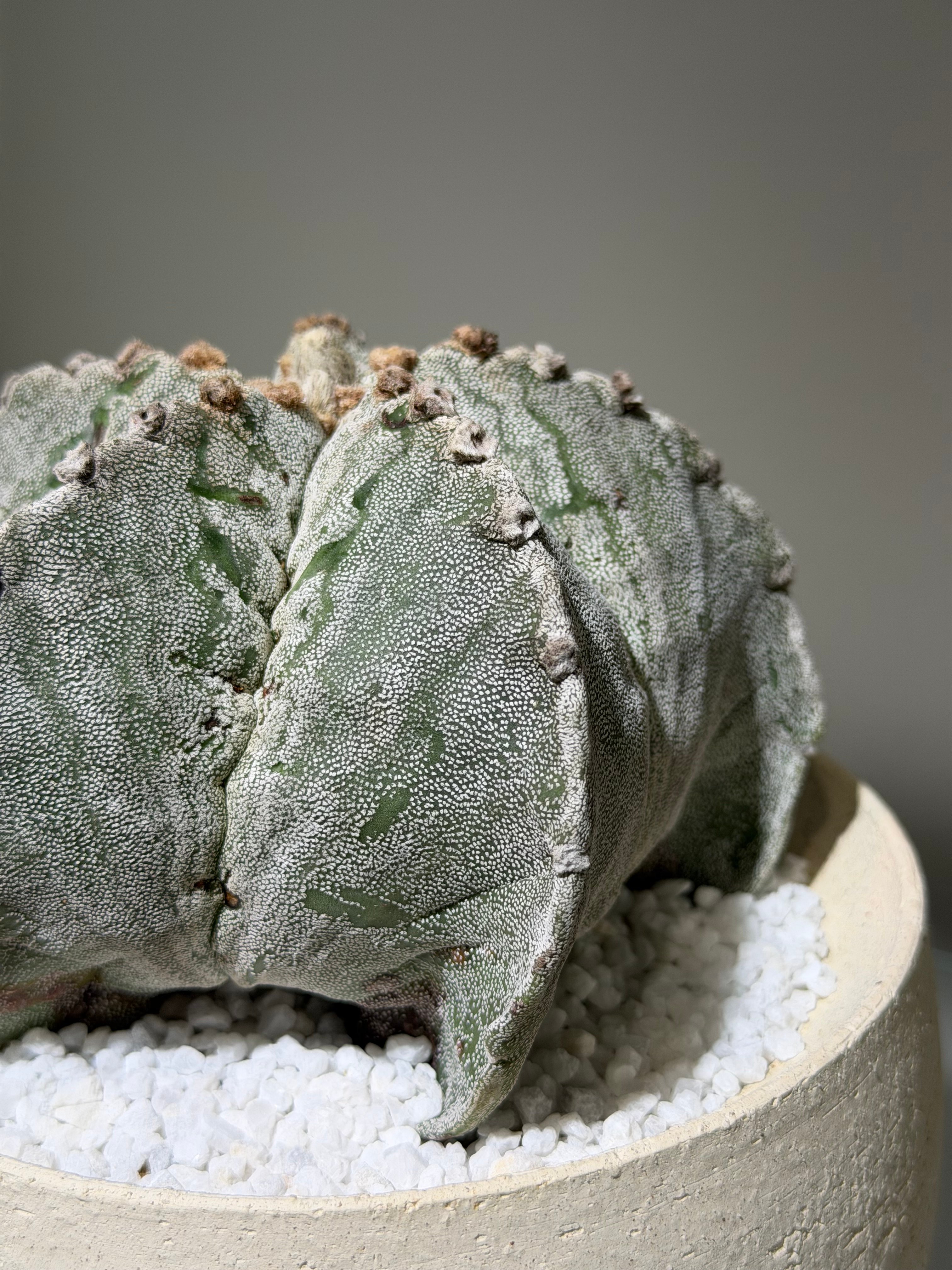 アストロフィツム 鸞鳳玉 恩塚ストロンギロゴナム white pot | MEGASHEEP
