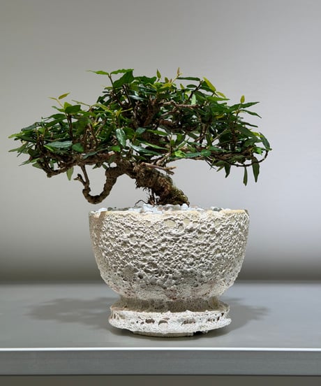 CATEGORY Plants | MEGASHEEP