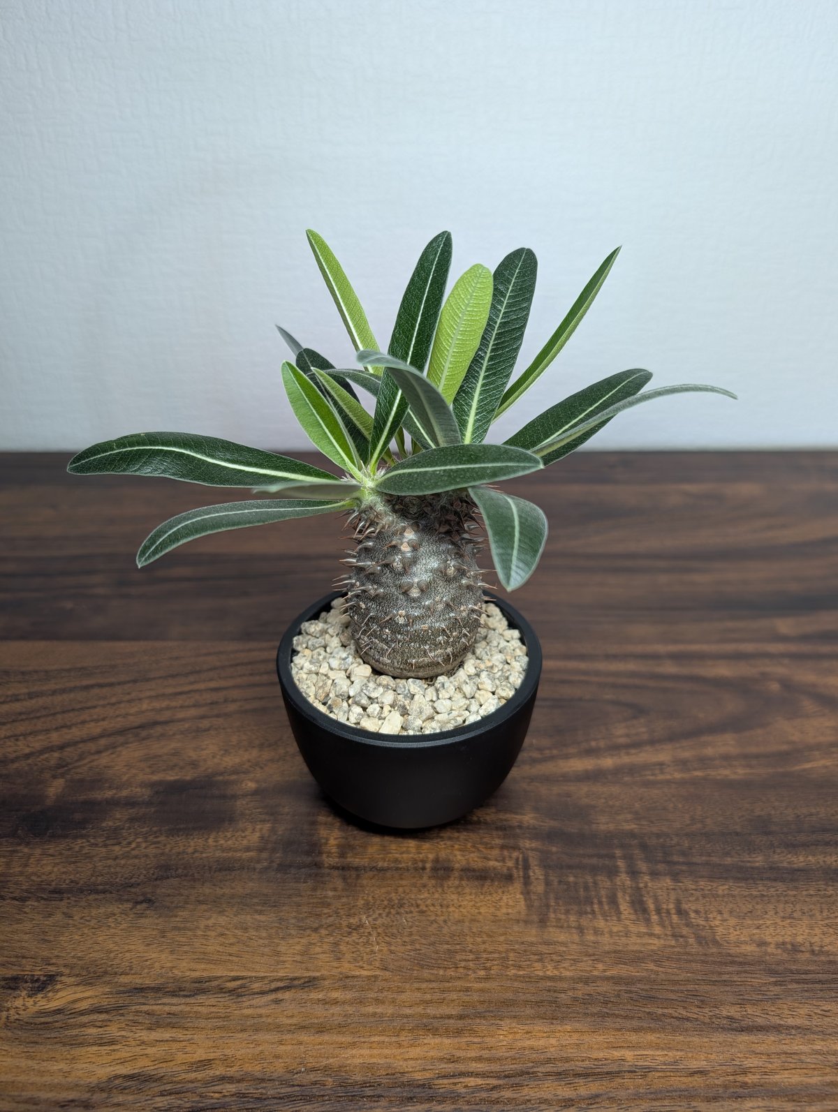 パキポディウム タッキー×グラキリスHyb R88−8 | BizarrePlants Ueshin