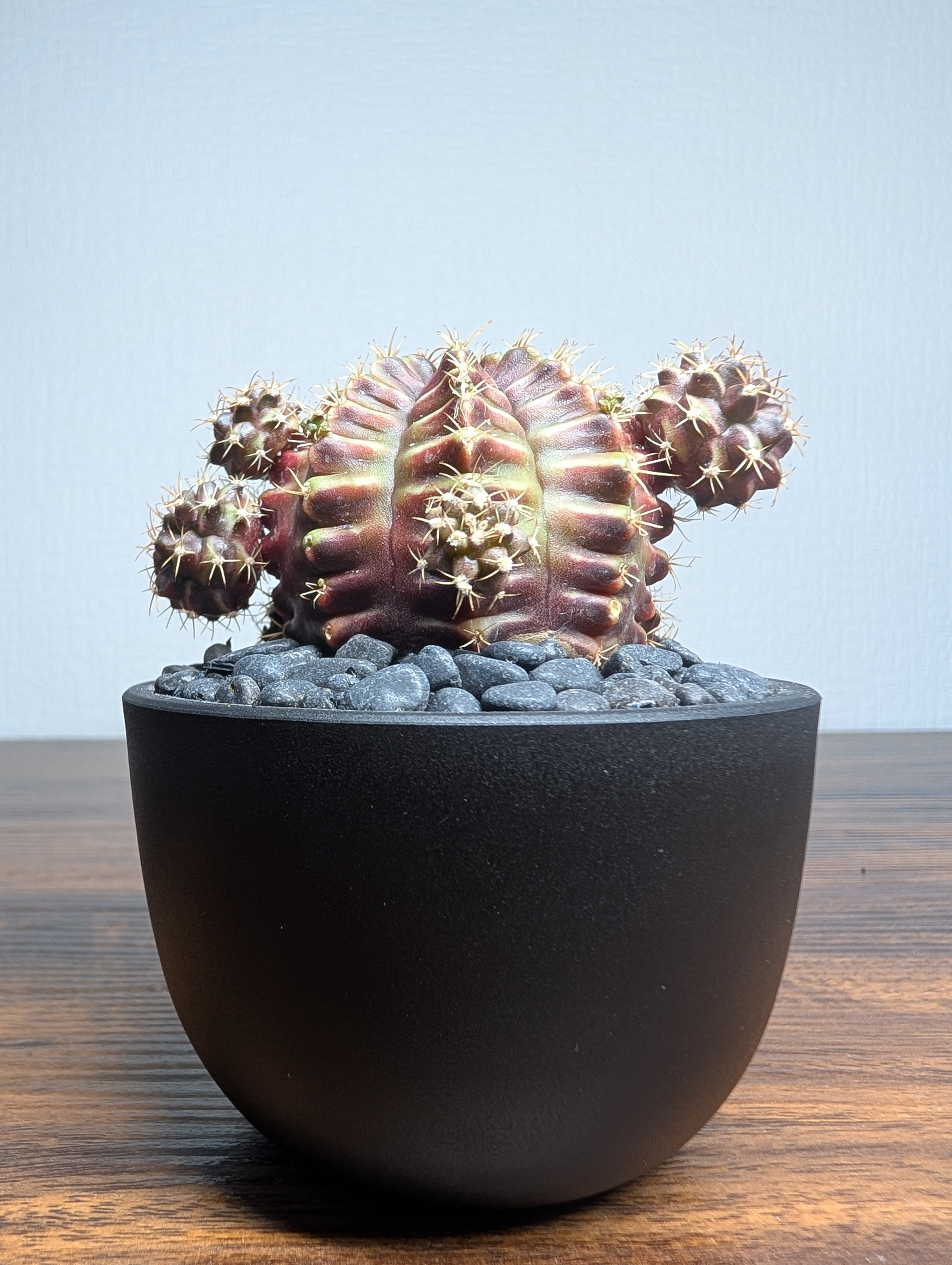 ギムノカリキウム Neon R87-16 | BizarrePlants Ueshin