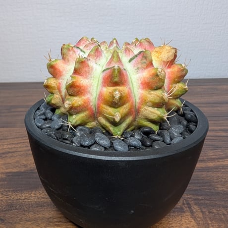 ギムノカリキウム ネオン R87-32