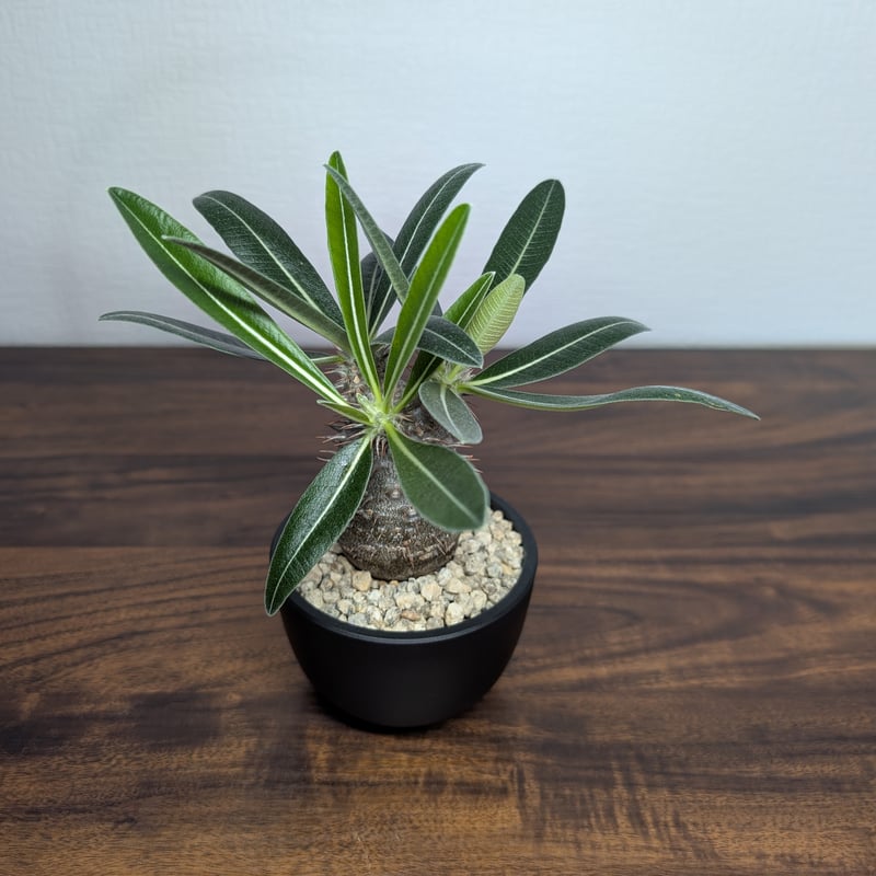 パキポディウム タッキー×グラキリスHyb R88−8 | BizarrePlants Ueshin