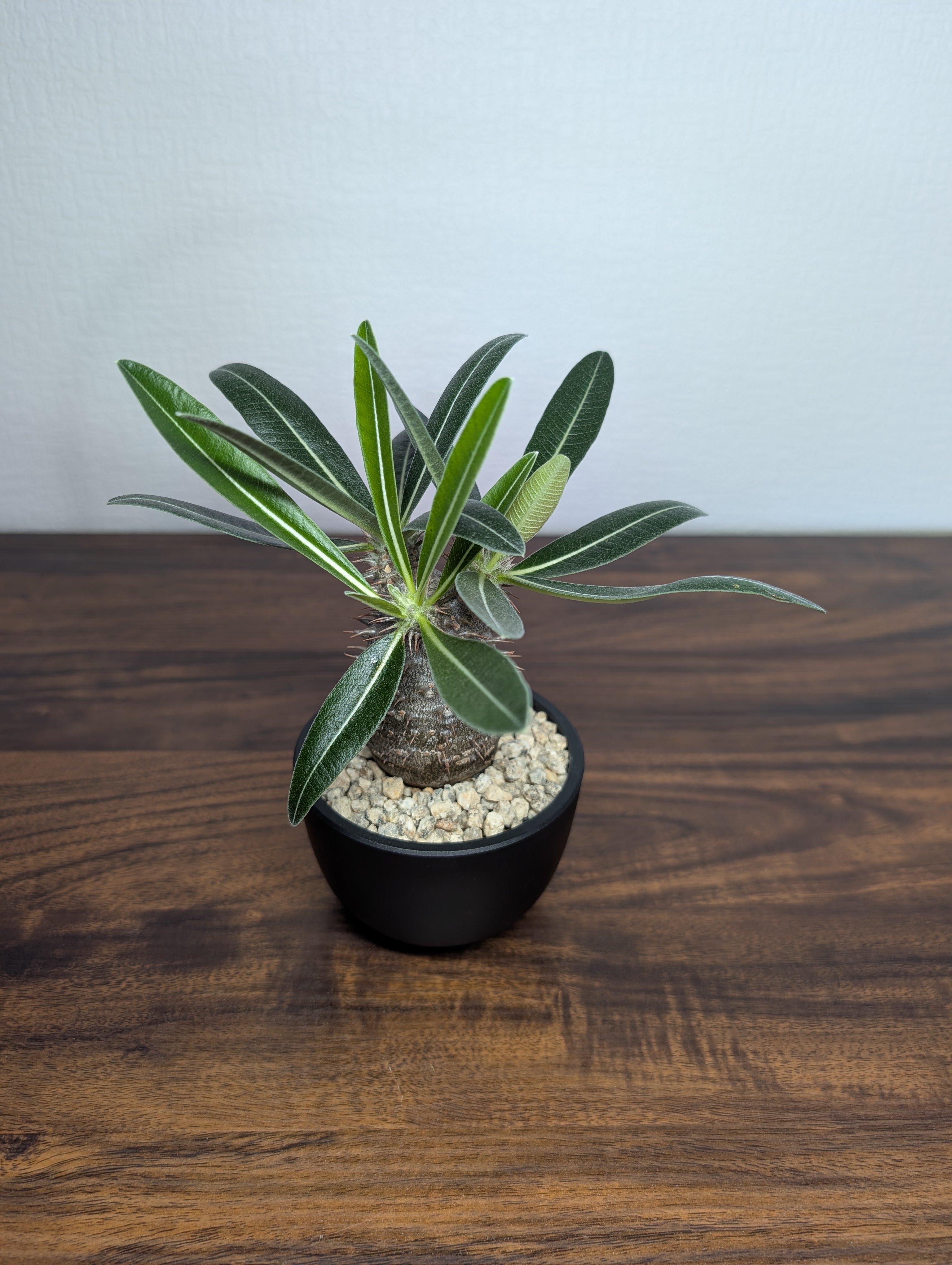 パキポディウム ハイブリッドPachypodium hyb. (タッキー×グラ) パキポディウム タッキー×グラキリスHyb R88−8 | BizarrePlants Ueshin