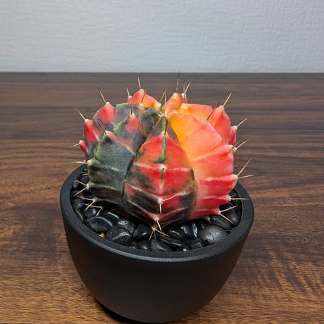 ギムノカリキウム ミハノビッチ R87-33