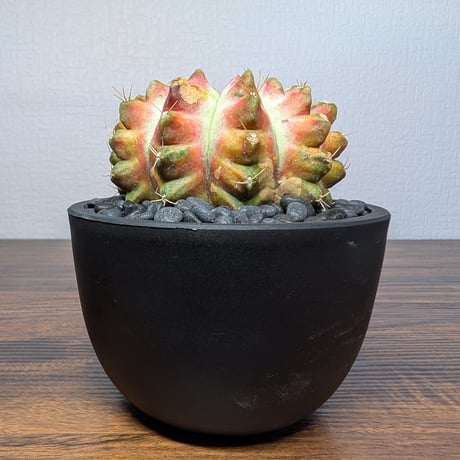 ギムノカリキウム ネオン R87-32