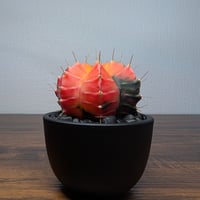 ギムノカリキウム ミハノビッチ R87-33