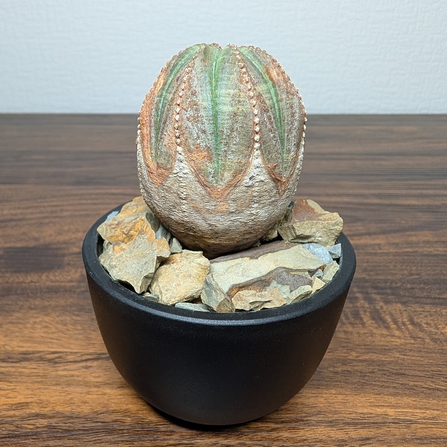 6a4e274e30aa3d1dc10c864b