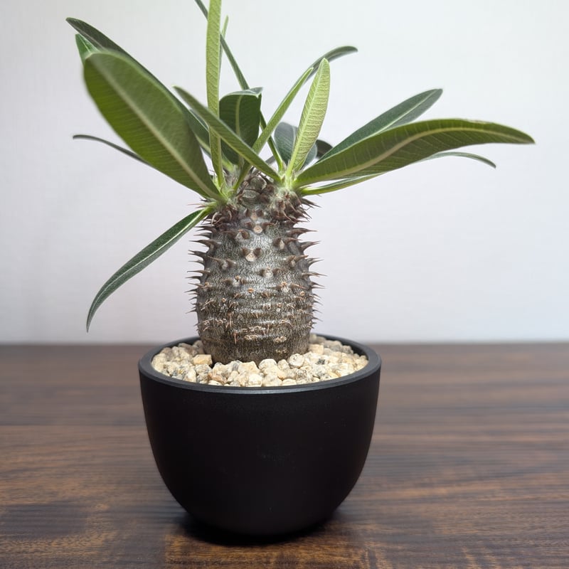 パキポディウム タッキー×グラキリスHyb R88−8 | BizarrePlants Ueshin