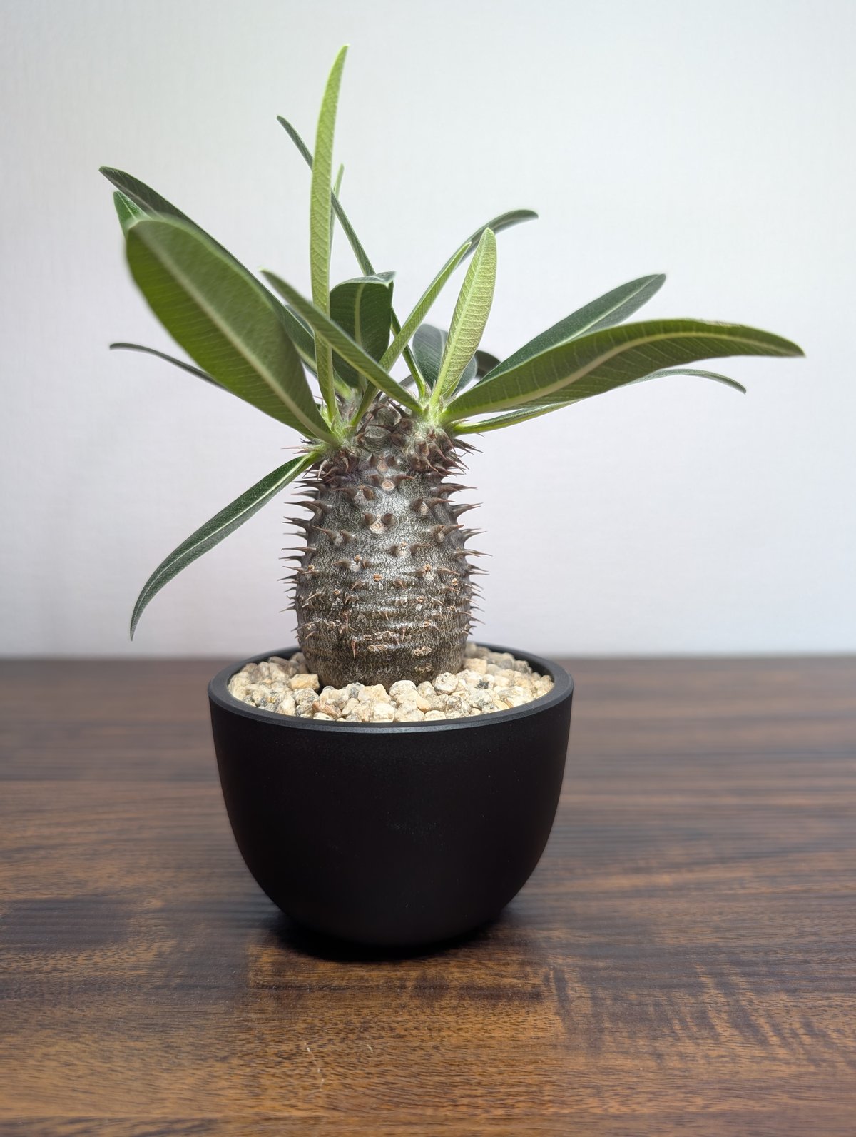 パキポディウム タッキー×グラキリスHyb R88−8 | BizarrePlants Ueshin