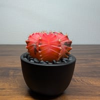 ギムノカリキウム ミハノビッチ R87-35