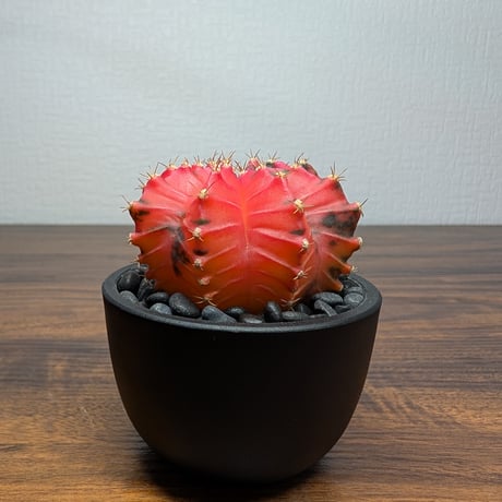 ギムノカリキウム ミハノビッチ R87-35