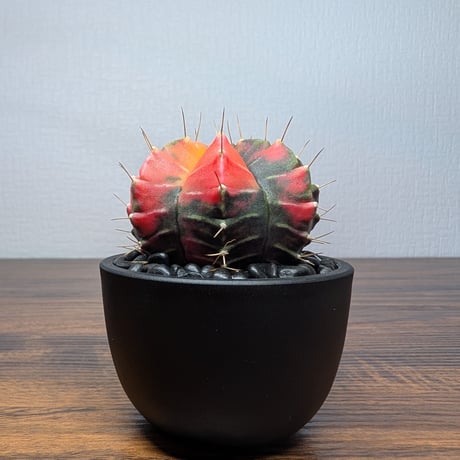 ギムノカリキウム ミハノビッチ R87-33