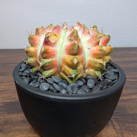 ギムノカリキウム ネオン R87-32