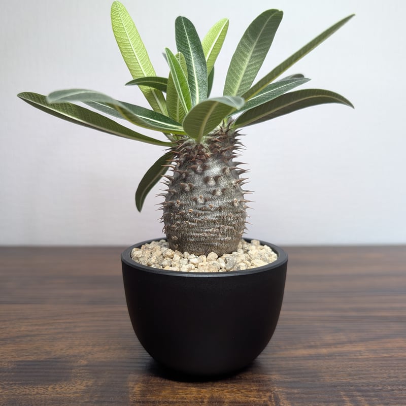 パキポディウム　タッキー パキポディウム タッキー×グラキリスHyb R88−8 | BizarrePlants Ueshin