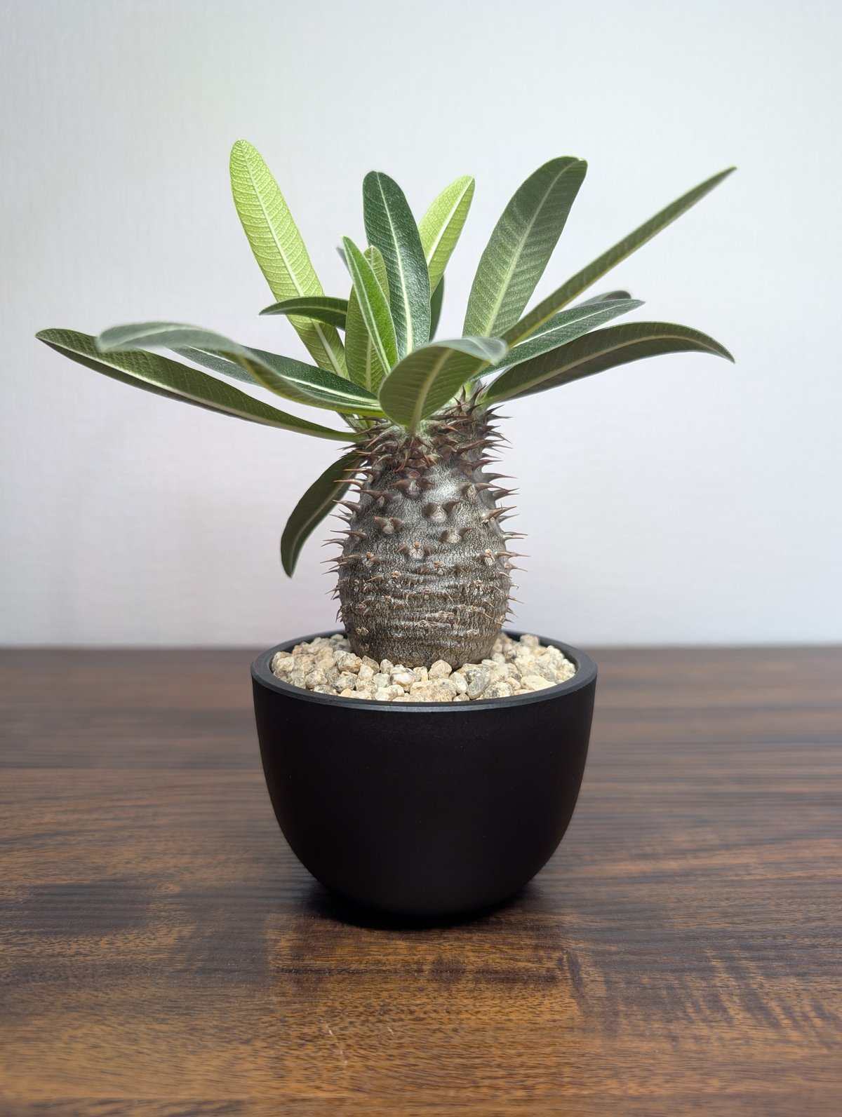 パキポディウム タッキー×グラキリスHyb R88−8 | BizarrePlants Ueshin