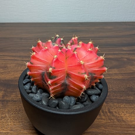 ギムノカリキウム ミハノビッチ R87-35