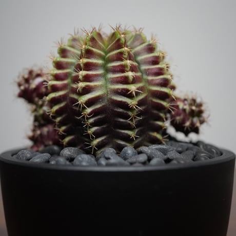 ギムノカリキウム Neon R87-15