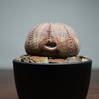 ユーフォルビア オベサ R87-10