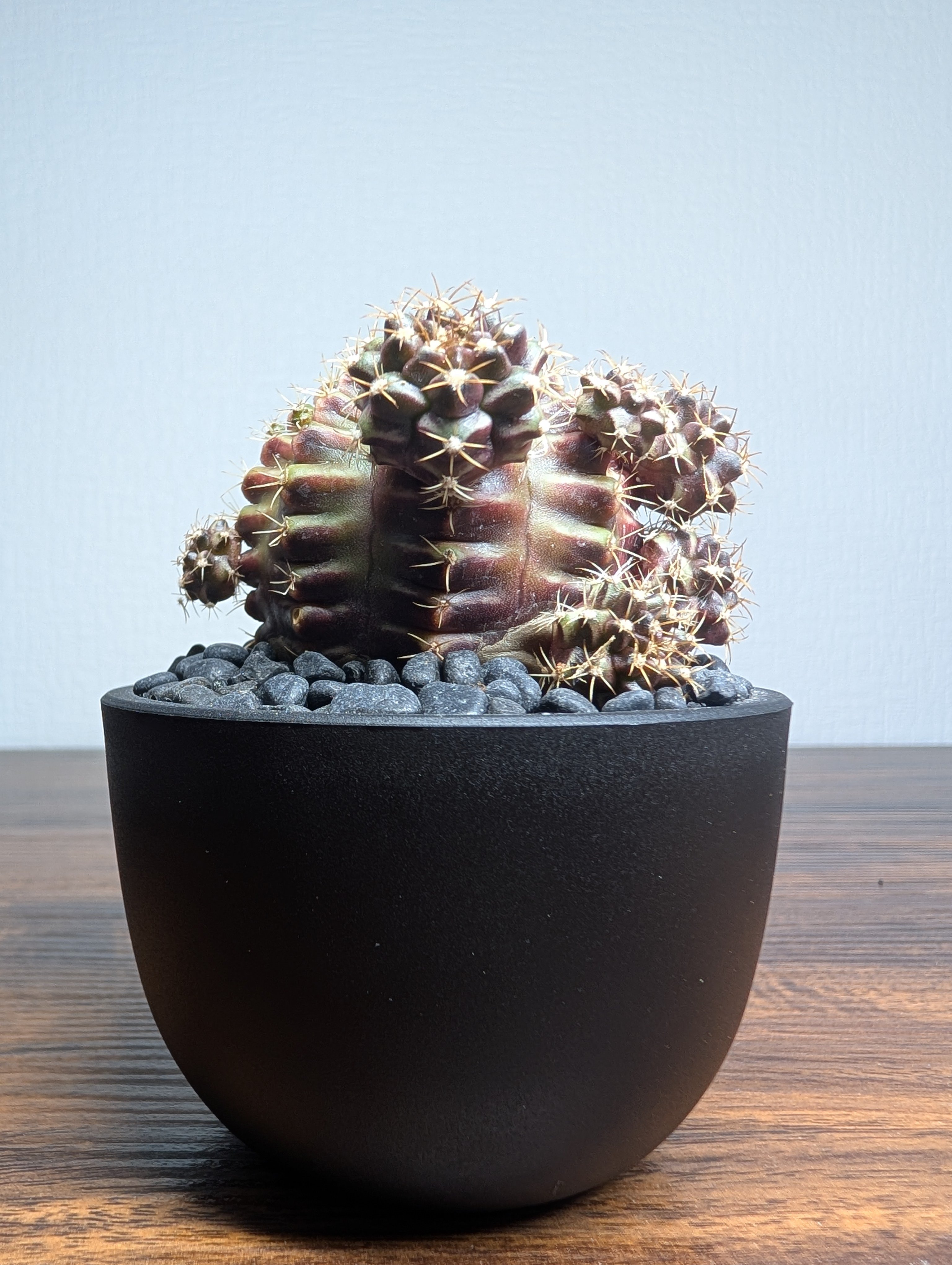 ギムノカリキウム Neon R87-16 | BizarrePlants Ueshin