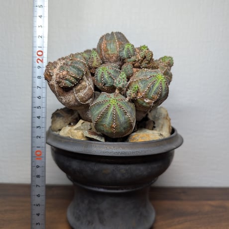 ユーフォルビア プセウドグロボーサ R87-31
